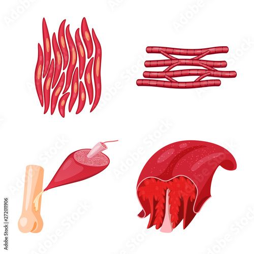 Isolated object of muscle and cells logo. Collection of muscle and anatomy stock symbol for web.