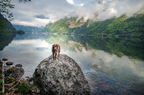 dog standing on rock in beautiful landscape. Travelling with dog. © Anne