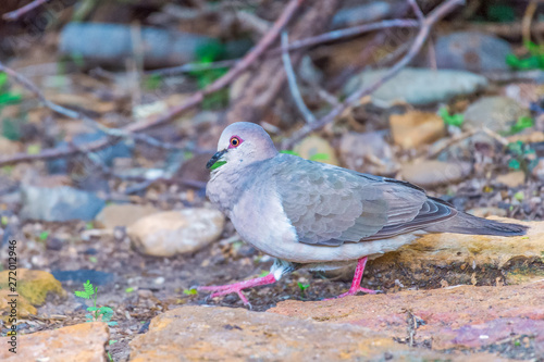 White-Tipped Dove.Santa Ana National Wildlife Refuge.South Texas.USA photo