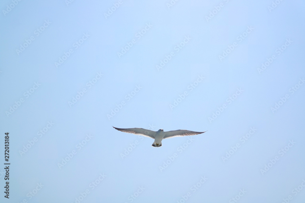 Obraz premium 바다 갈매기