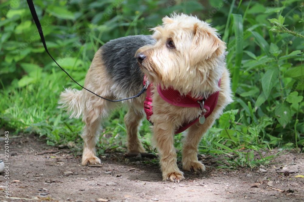 terrier cross Yorkshire terrier cross lake land terrier terrier cross Yorkshire terrier cross lake land terrier