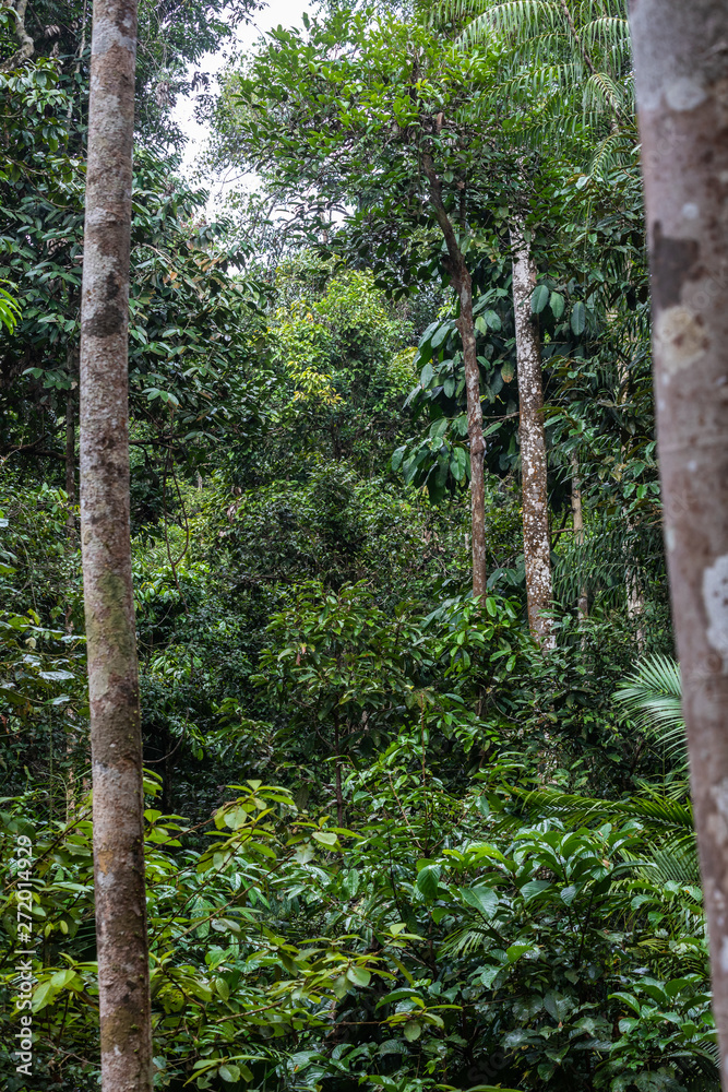 Fototapeta premium Semenggoh Wildlife park
