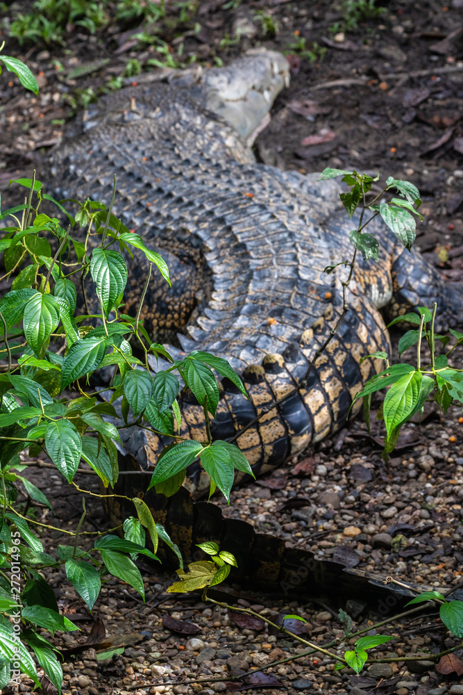 Crocodiles in jungle of Borneo Crocodiles in jungle of Borneo