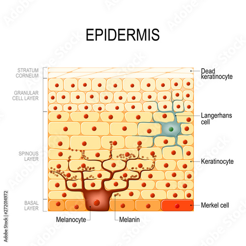 Epidermis layers. epithelial cells. Structure of the humans skin