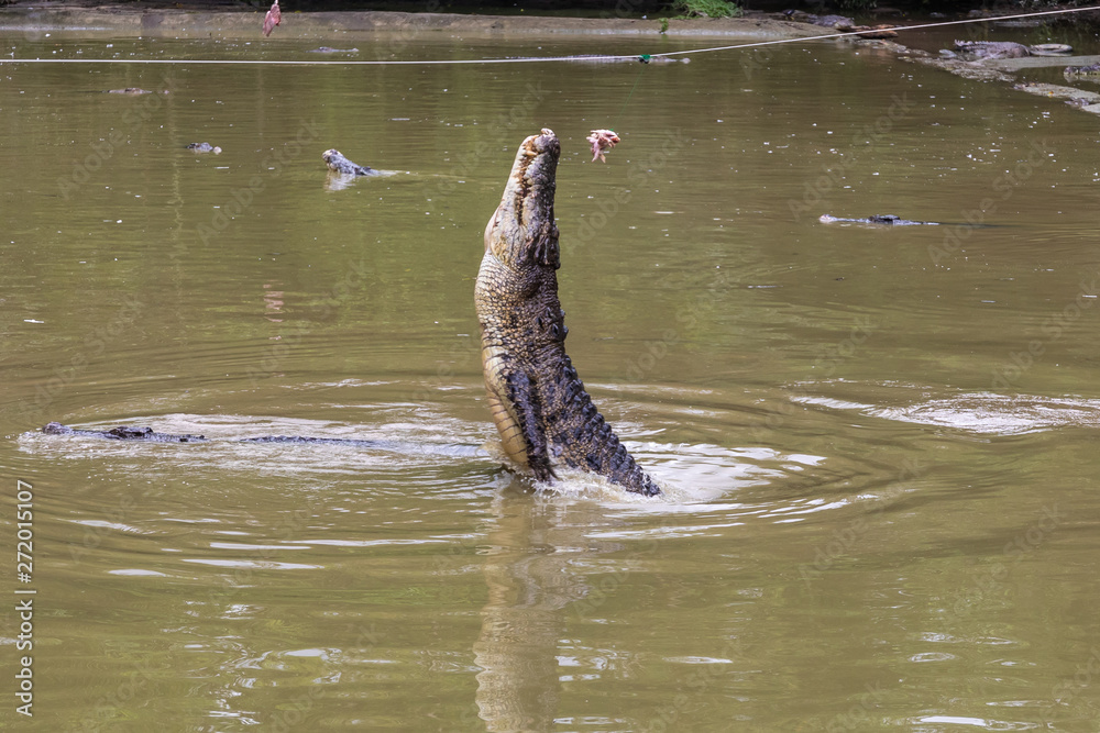 Fototapeta premium Crocodile farm, Siburan, Sarawak, Maleisië