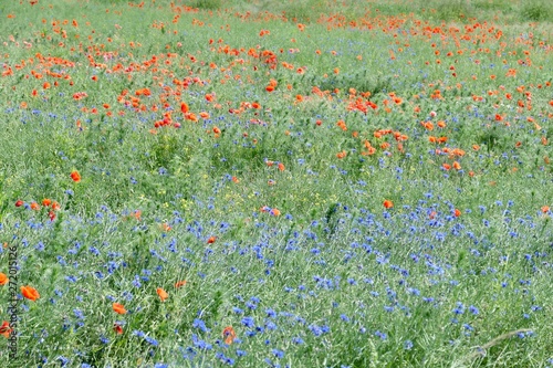 green field with red poppy and blue flowers
