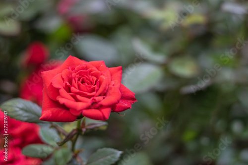 Close up shoot of Oklahoma rose flower. In red. Freshly taken in the park.
