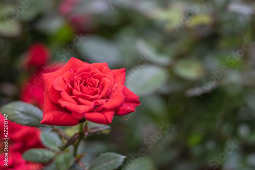 Fototapeta Naklejka Na Ścianę i Meble -  Close up shoot of Oklahoma rose flower. In red. Freshly taken in the park.