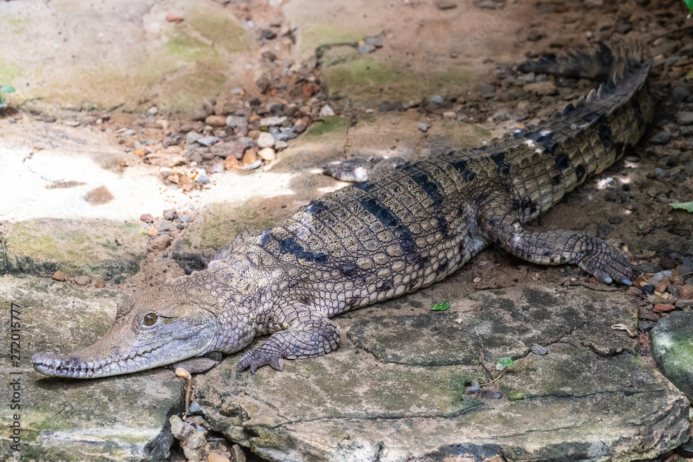 Crocodile farm, Siburan, Sarawak, Maleisië Crocodile farm, Siburan, Sarawak, Maleisië