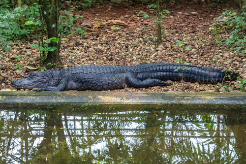 Crocodile farm, Siburan, Sarawak, Maleisië