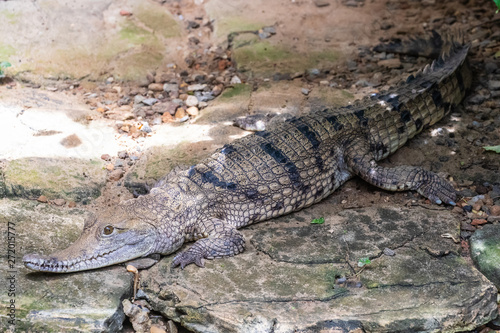 Crocodile farm, Siburan, Sarawak, Maleisië