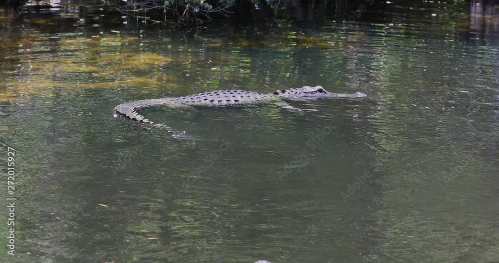 Florida Everglades Alligator swim in swamp river. Everglade National ...