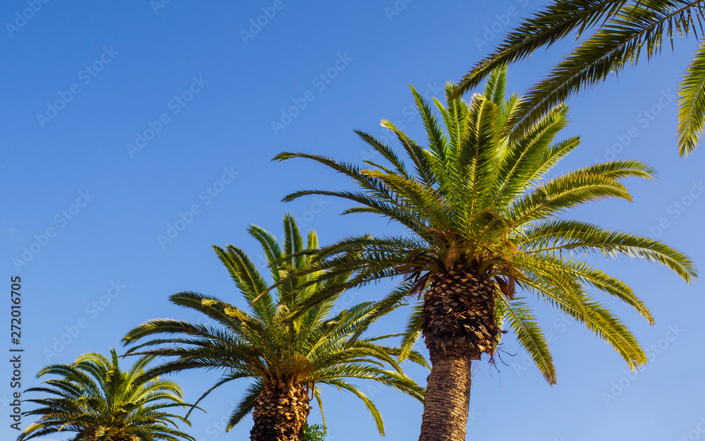Row of big beautiful palm trees - clear sky background