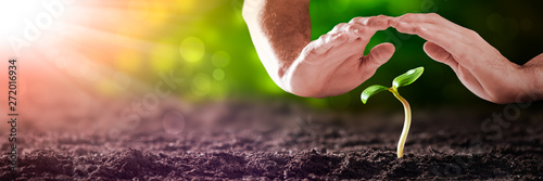 Foto Protecting Hands Over Small Plant In Garden With Sunlight - Ecology / Protect Th