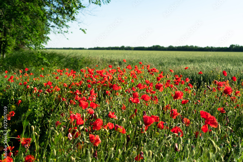 Poppy field landscape. Sunny day. Red flowers