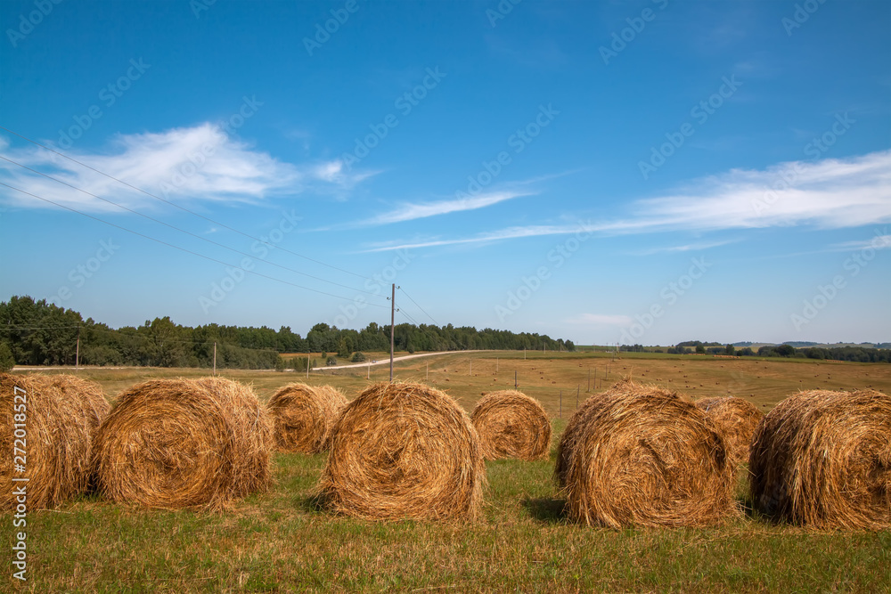 Hayfield. Hay harvesting Sunny autumn landscape. rolls of fresh dry hay in the fields. tractor collects mown grass. fields of yellow mown grass against a blue sky.