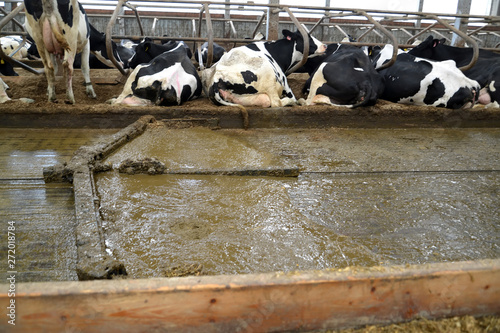 The moving delta scraper installation removes manure in the cowshed photo