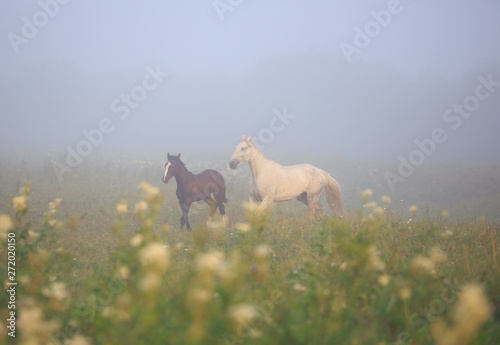 white horse with foal on the meadow