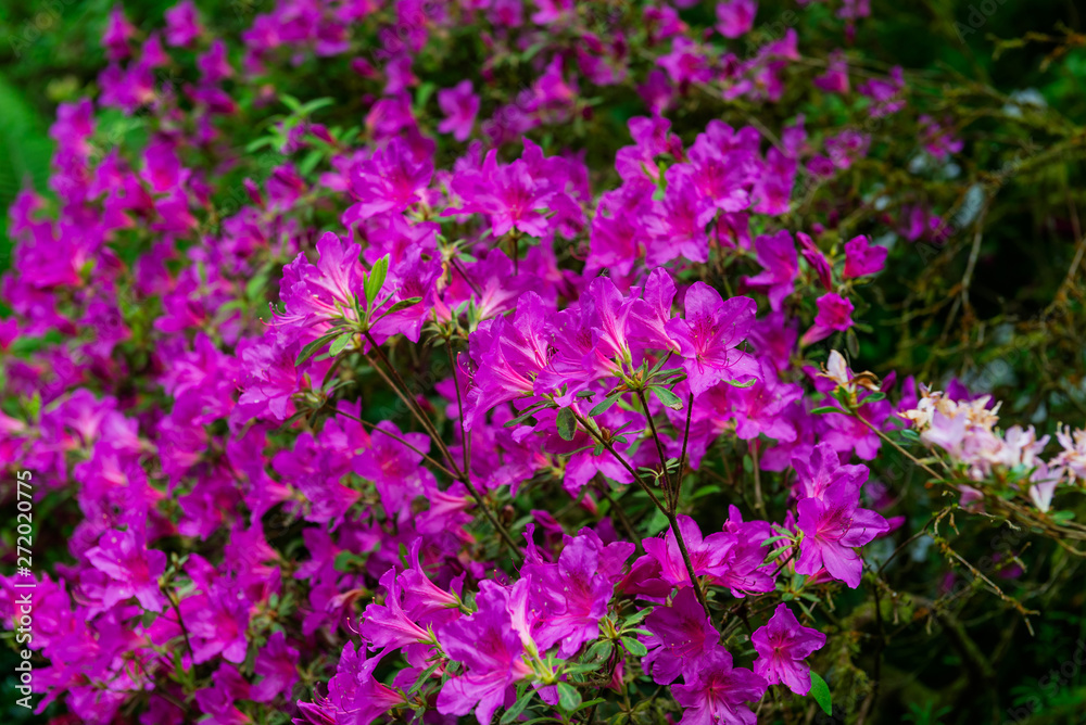 Beautiful Garden with blooming trees during spring time, Wales, UK Beautiful Garden with blooming trees during spring time, Wales, UK