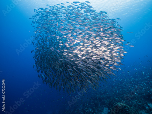 Bait ball in coral reef of Caribbean Sea around Curacao at dive site Playa Grandi