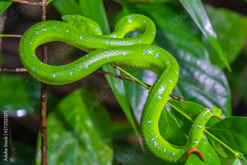 Taman Negara Bako, green viper