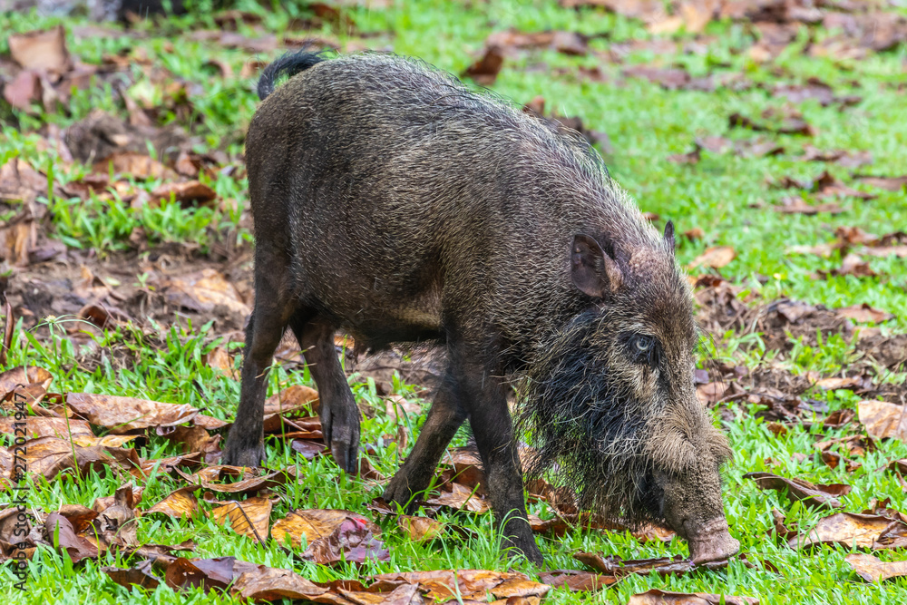 Taman Negara Bako, wild boar Taman Negara Bako, wild boar
