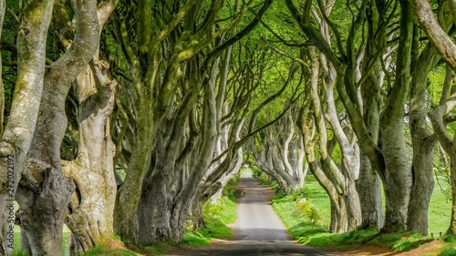 The Dark Hedges of Stranocum in Northern Ireland - travel photography photo