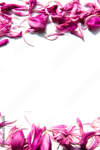 Purple petals of peony flowers lying on white background with place for text in the middle of the frame. Flat lay. Blank Card for invitation, congratulation. Flat lay.