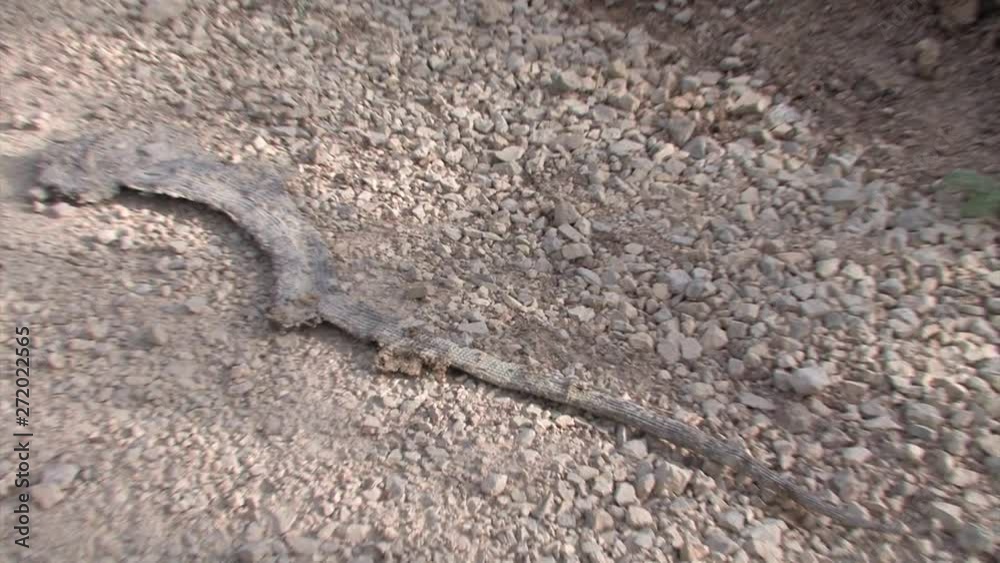Reptile roadkill Medium shot of Reptile roadkill, Haifa Israel Reptile roadkill Medium shot of Reptile roadkill, Haifa Israel