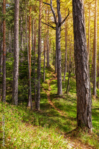 Fototapeta Naklejka Na Ścianę i Meble -  Gesunder grüner Wald Healthy green trees in a forest, fir and pine.