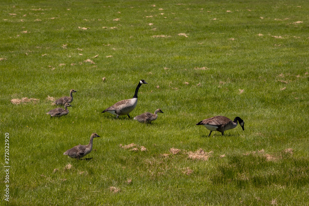 group of canadian geese on green grass group of canadian geese on green grass