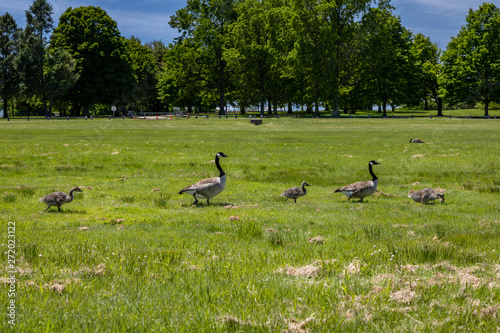 group of geese on green grass