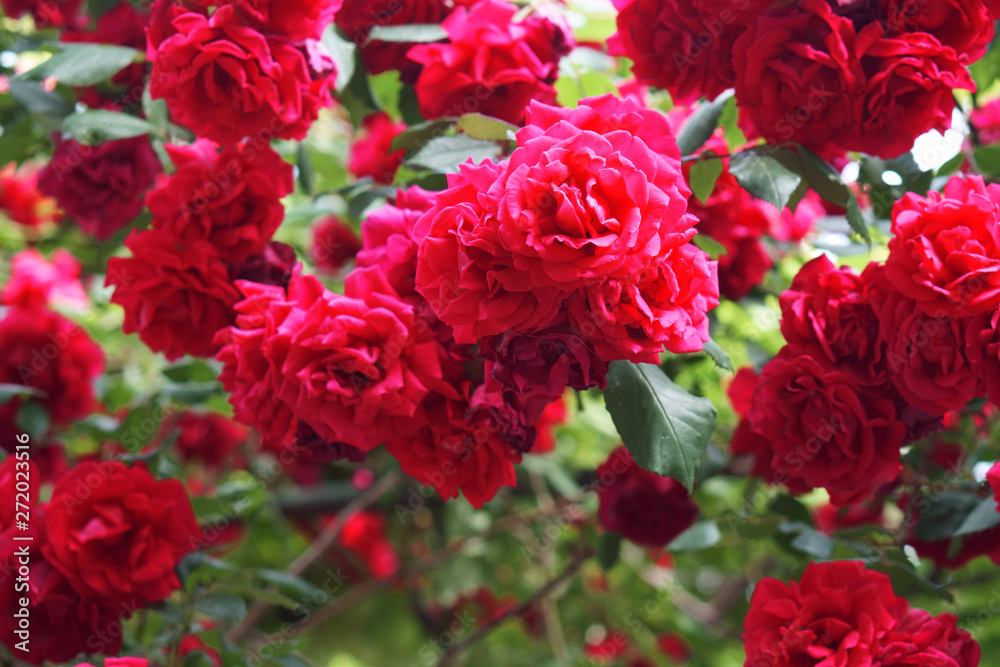 shrub red roses blooms and shimmers in the sun