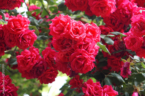 shrub red roses blooms and shimmers in the sun