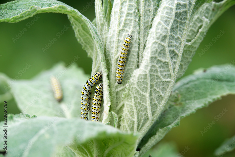 Naklejka premium Raupen des Königskerzen-Mönch (Cucullia verbasci)