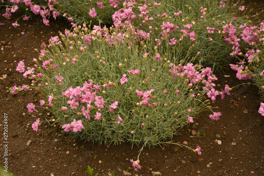Fototapeta premium pink small carnations in Bistrita, Romania,2019