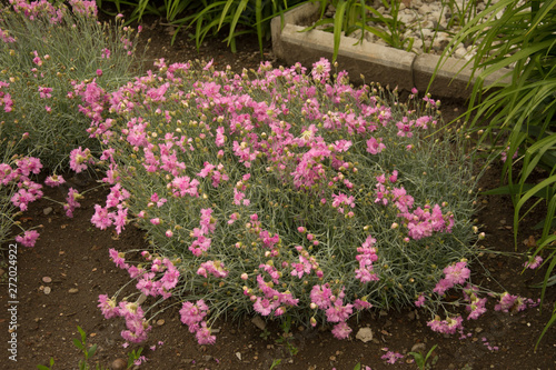 Fototapeta Naklejka Na Ścianę i Meble -  pink small carnations in Bistrita, Romania,2019