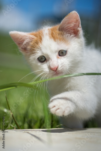 small white  cat ,kitten in garden © Laurenx