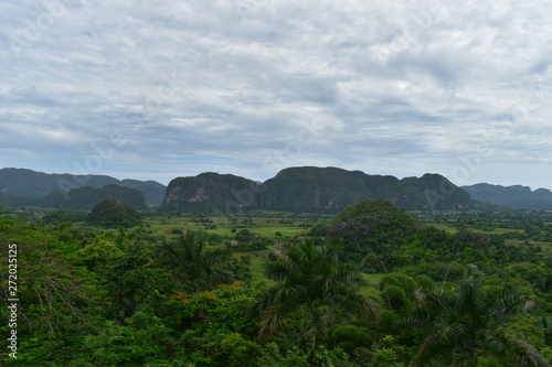 Vinales valley is very green and full of beautiful trees. picture from high ground