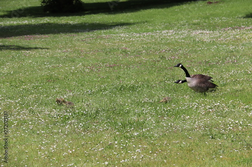 Canards sur une pelouse du parc de Bagatelle à Paris