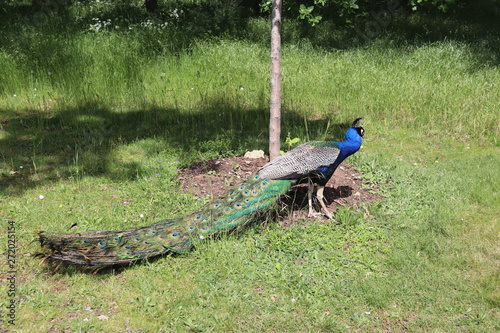 Paon sur une pelouse du parc de Bagatelle à Paris