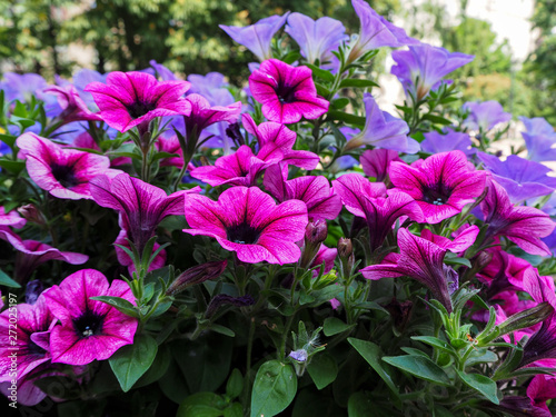 Beautiful purple and blue flowers in the park macro view, summer flower background