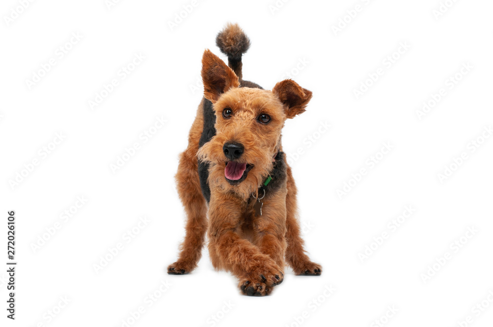 dog welsh terrier in studio isolated portrait on white background dog welsh terrier in studio isolated portrait on white background