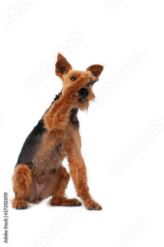 dog welsh terrier in studio isolated portrait on white background