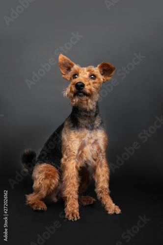 dog welsh terrier in studio isolated portrait on black background