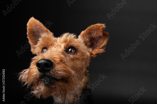 dog welsh terrier in studio isolated portrait on black background