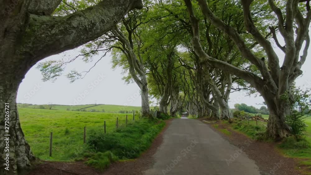 Dark Hedges of Stranocum in North Ireland - travel photography Dark Hedges of Stranocum in North Ireland - travel photography