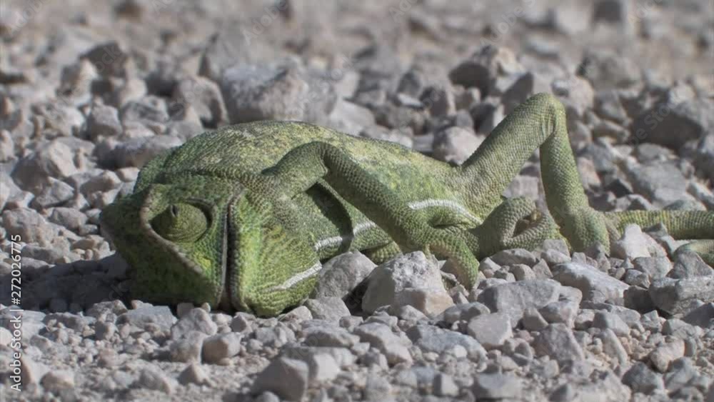 Dead Chameleon on road Close shot of Dead Chameleon on road Dead Chameleon on road Close shot of Dead Chameleon on road