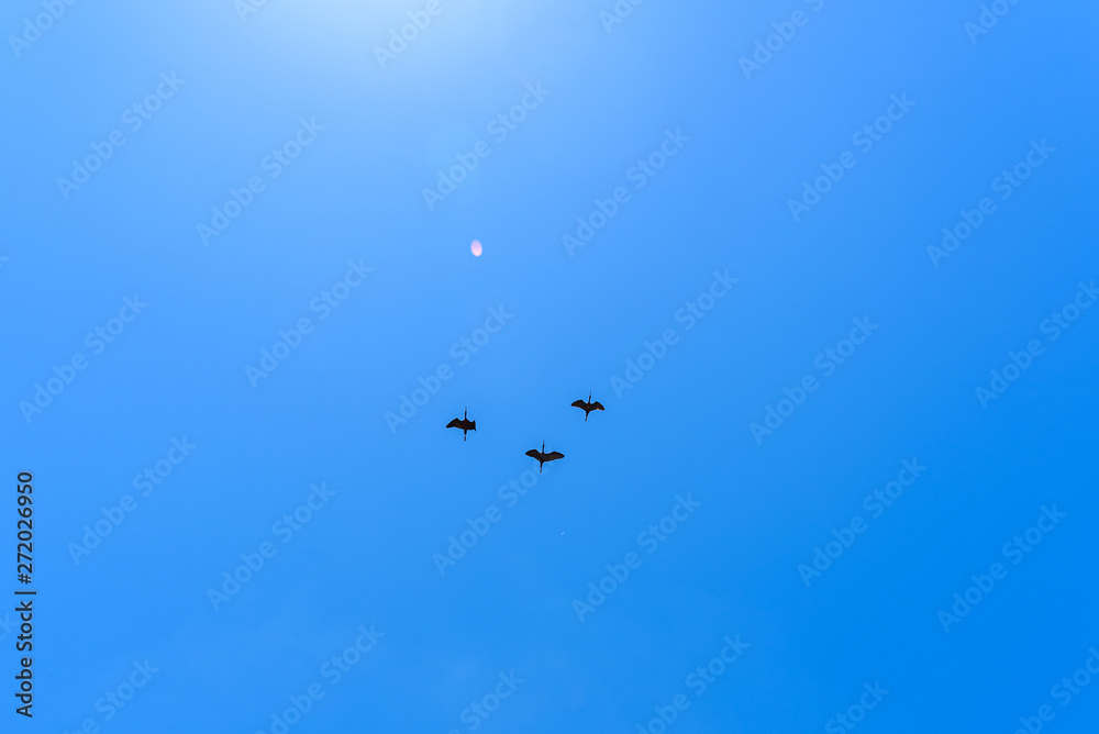 Three Plegadis falcinellus, common morito, similar to a cormorant, flown against the blue sky seen from below.