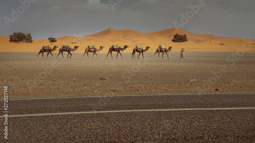 camels in desert